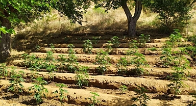 Ekipler tarla içinde buldu! 4 bin kök kenevir bitkisi ele geçirildi
