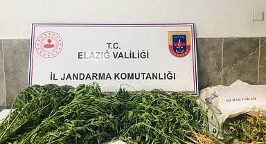Ektiği kenevirleri sularken yakalandı