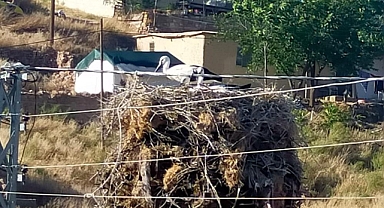 Elektrik direğinde leylek seferberliği
