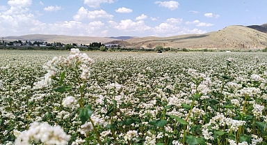 Erzurum'da 7 ilçede, Bin 375 dekar alanda üretiliyor