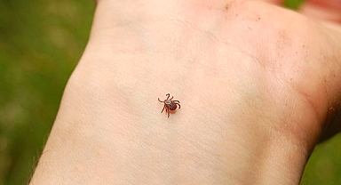Erzurum'da kene ısıran muhtara kan aranıyor!