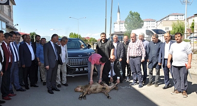 Erzurum'da TOGG Oltu'ya kurban kestiler