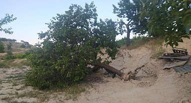 Fırtına ağaçları kökünden söktü 