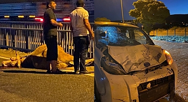 Hafif ticari araç çarptı, telef oldu