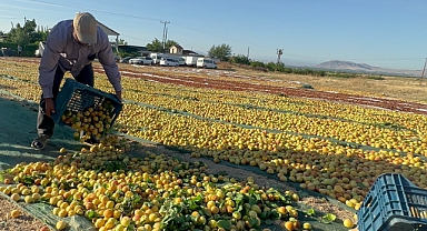 Hedef 750 milyon dolarlık ihracat   