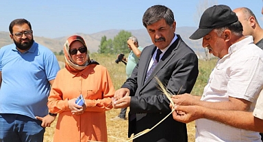 Hububat tarlalarında hasat zamanı