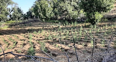 İki tarlada 7 bin kök kenevir ele geçirildi