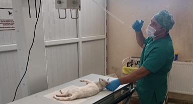 Jandarma harekete geçti! Yaralı kediye merhem oldular