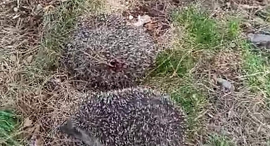 Kaçak avcıların elinden kurtardılar!