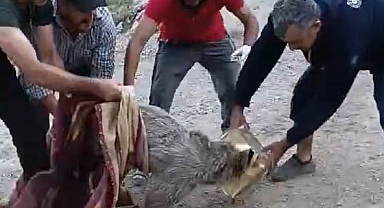 Kafası tenekeye sıkıştı! Ekipler yardımına koştu