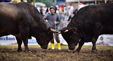 Kafkasör’de boğalar güreşti