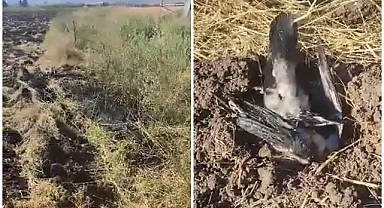 Kargalar tarlayı ateşe verdi, vatandaşlar güç bela söndürdü