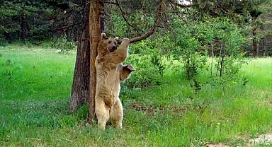 Kaşındığı ağaçlarda kesim yapılmayacak