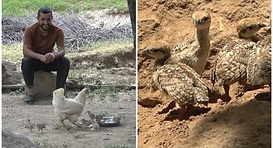 Keklik yavrularına tavuk annelik yapıyor 