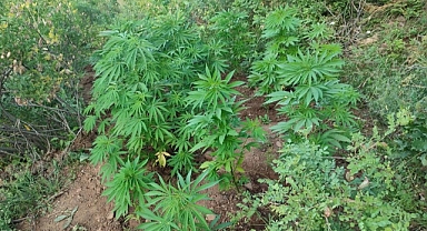 Kırsalda 138 kök kenevir bitkisi ele geçirildi   