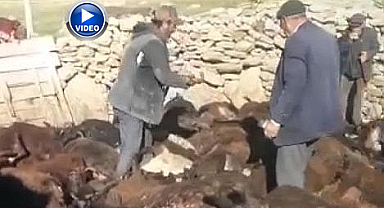 Köylülerin ağıtları yürekleri dağladı! Kurt dehşeti
