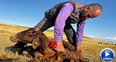Koyun kırkma mesaisi başladı
