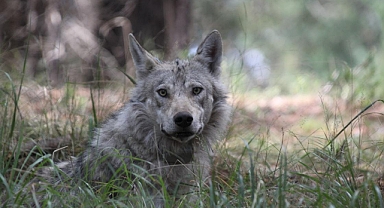 Kurt sürüsü ağıla girdi, yüzlerce koyunu telef etti