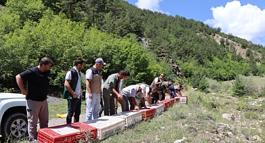 Oltu'da doğaya 600 kınalı keklik saldılar