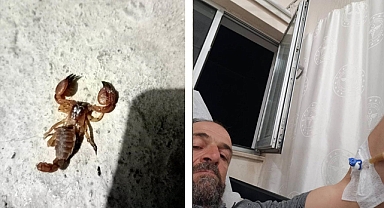 Ölü sandığı akrebi eline almak isteyince olanlar oldu!