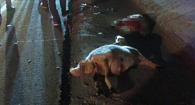 Otomobil koyun sürüsüne çarptı: 2 kişi yaralandı
