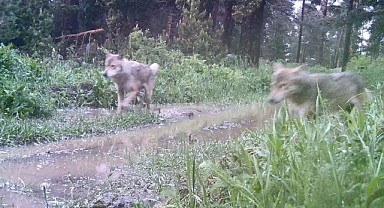 Peş peşe kameraya yansıdılar