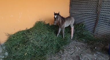 Sahibi tarafından terk edilmişti, tedavi altına alındı