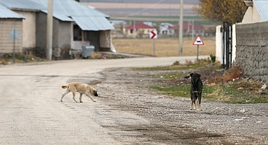 Sahipsiz köpekler kümese saldırdı!
