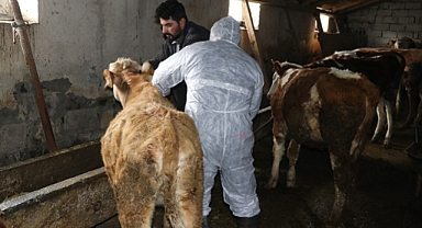 Şap nedeniyle köy ve ilçelerde karantina başlatıldı