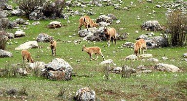 Sarp kayalıklara renk kattılar