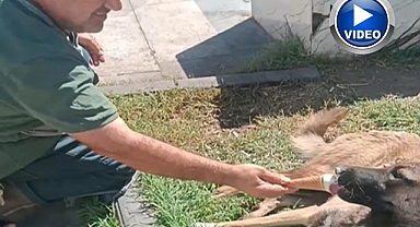 Sokak köpeğinin dondurma keyfi