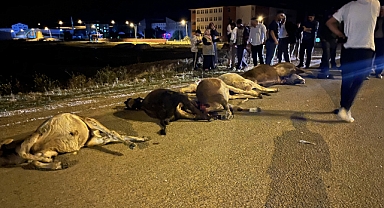 Sürüye çarptı, 7 büyükbaş hayvan telef oldu!