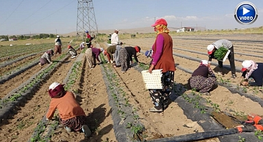 Tarım işçilerinin 30 derece sıcakta zorlu mesaisi