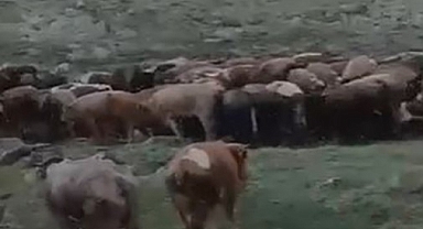 Temmuz ayında kar yağdı!