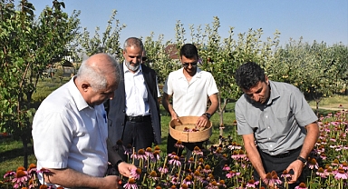 Tıbbi ve aromatik bitkilerin hasadı yapıldı