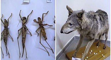 Türkiye'nin canlı ve minarel türleri bu müzede sergileniyor   