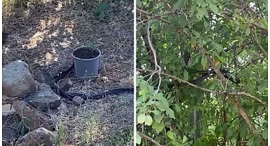 Yılanlar o evi mesken tuttu