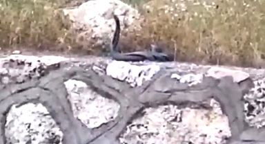 Yılanların dansı minik Aras'ın objektifine takıldı   