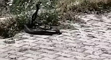 Yılanların dansını ilgiyle izlediler