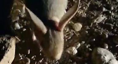 Yöre halkı farketti! Arap tavşanı görüntülendi