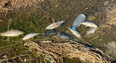 Yüzlerce ölü balık kıyıya vurdu