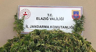 2 bin 208 kök kenevir ele geçirildi
