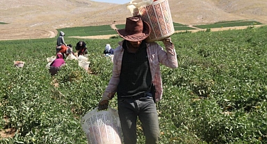 3 bin dönüm alanda domates hasadı