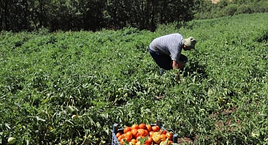 600 dekar atıl tarım arazisi üretime kazandırıldı