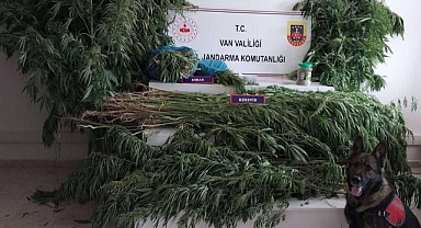 605 kök hint keneviri ele geçirildi