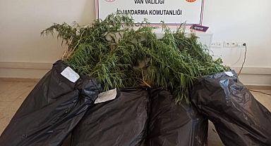 859 kök Hint keneviri ele geçirildi