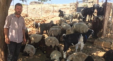 Ağıla girince hayatının şokunu yaşadı!