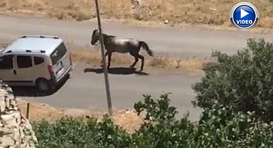 Atı aracın arkasına bağlayıp koşturdu, görüntüler pes dedirtti