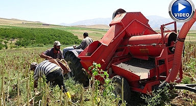 Ayçiçeği hasadına başlandı