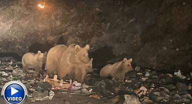 Ayılar 'çöplük ayısı' oldu